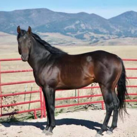 bijouxcheval